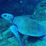 Unawatuna: Discover Scuba Diving Experience for Beginners - Who Will Love This Experience?