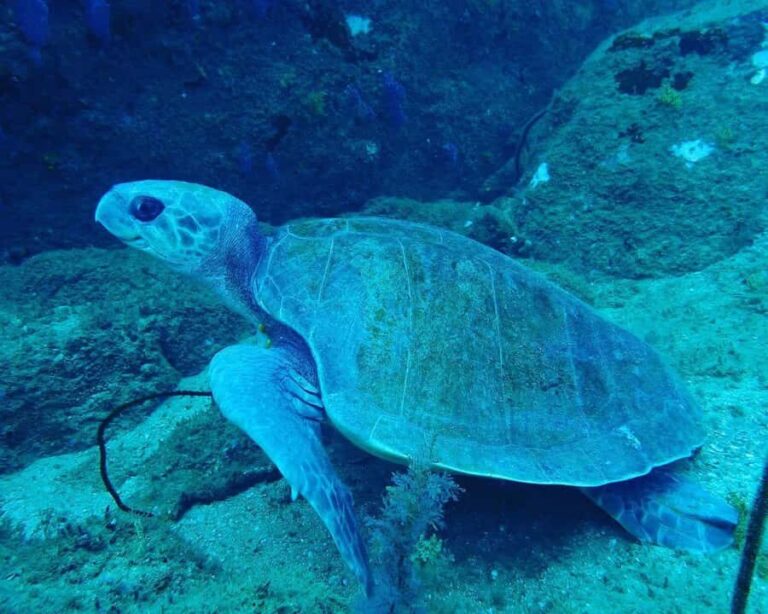 Unawatuna: Discover Scuba Diving Experience for Beginners - Who Will Love This Experience?