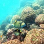 Unawatuna: Rock Island Snorkeling Tour with Equipment - Who Will Love This Experience?