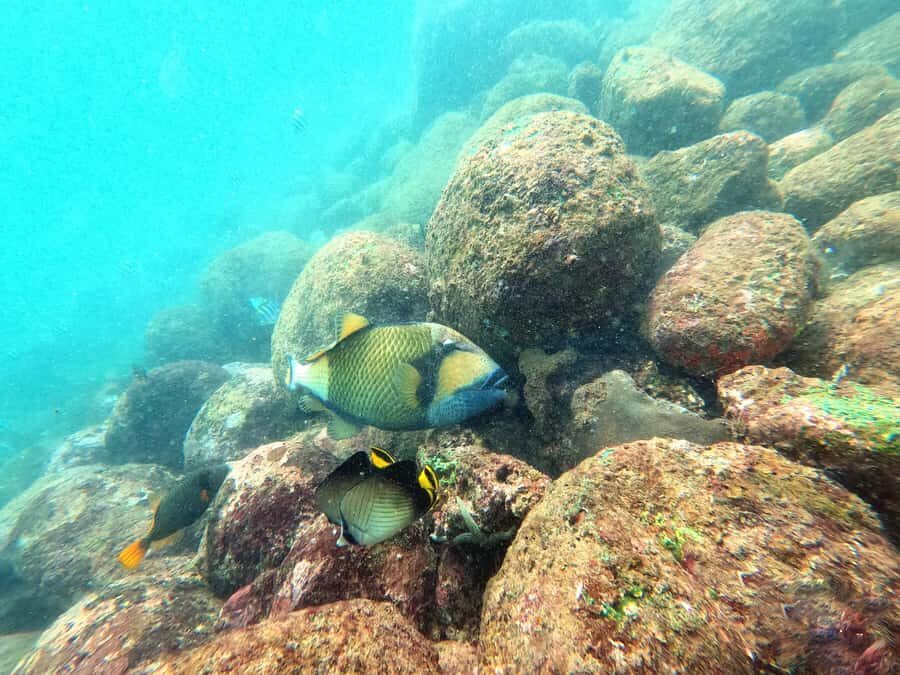 Unawatuna: Rock Island Snorkeling Tour with Equipment - Who Will Love This Experience?