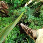 UNESCO Kitul Production Program Tour in a Kandy Village - The Significance of UNESCO Recognition