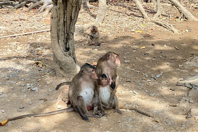 UNESCO Listed Can Gio Mangrove and Monkey Island trek - What Makes This Tour Stand Out?