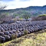 Untold Stories of Koreas Spiritual Jewel at Tongdosa - Embracing Nature: Forest Bathing and the Pine Trail