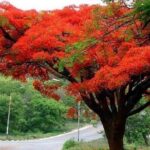 Valle Taino Tropical Park and plantation in Puerto Plata - Scenic Drive Through the Dominican Countryside