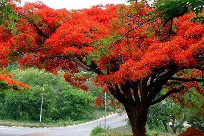 Valle Taino Tropical Park and plantation in Puerto Plata - Scenic Drive Through the Dominican Countryside