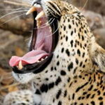 Value Tour: One Day Safari Trip to Yala & Udawalawe w/ Lunch - Why This Tour Offers Real Value