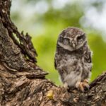 Village, Wildlife & Birds Watching Tour from Hambantota Port - Authenticity and Experience Quality