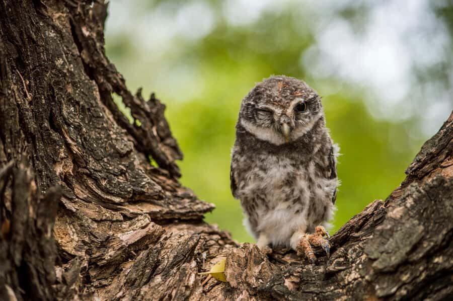 Village, Wildlife & Birds Watching Tour from Hambantota Port - Authenticity and Experience Quality