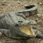 Village, Wildlife & Temple Visit Tour from Hambantota Port - Exploring the Itinerary in Depth