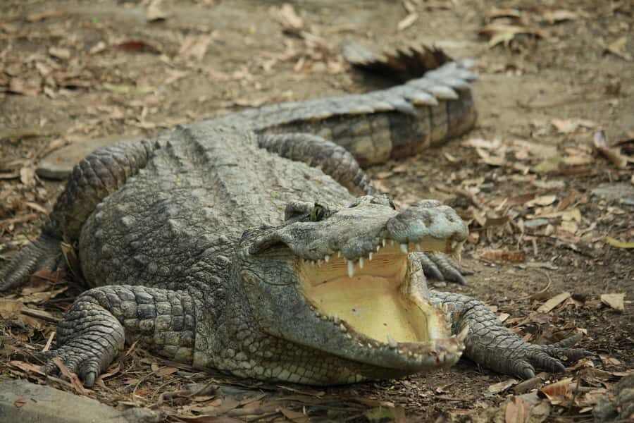 Village, Wildlife & Temple Visit Tour from Hambantota Port - Exploring the Itinerary in Depth