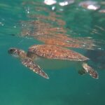 VIP San Juan: Snorkeling Tour with Turtles with Free Videos - Who Should Consider This Tour?
