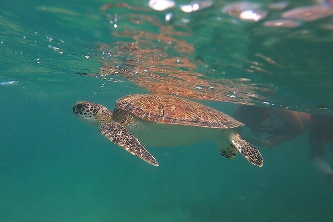 VIP San Juan: Snorkeling Tour with Turtles with Free Videos - Who Should Consider This Tour?