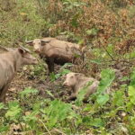 Visit buffalo farm, cooking-class forest, Kuang Si waterfall - Exploring the Highlights of the Tour