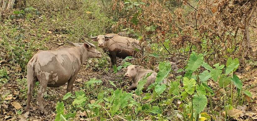 Visit buffalo farm, cooking-class forest, Kuang Si waterfall - What Sets This Tour Apart 