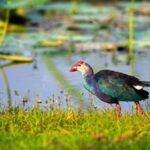 Visit Muthurajawela Wetlands Scenic Boat Ride & Birdwatching - A Deep Dive into the Muthurajawela Wetlands Experience