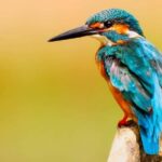 Visit Muthurajawela Wetlands Scenic Boat Ride & Birdwatching - An In-Depth Look at the Wetlands Tour