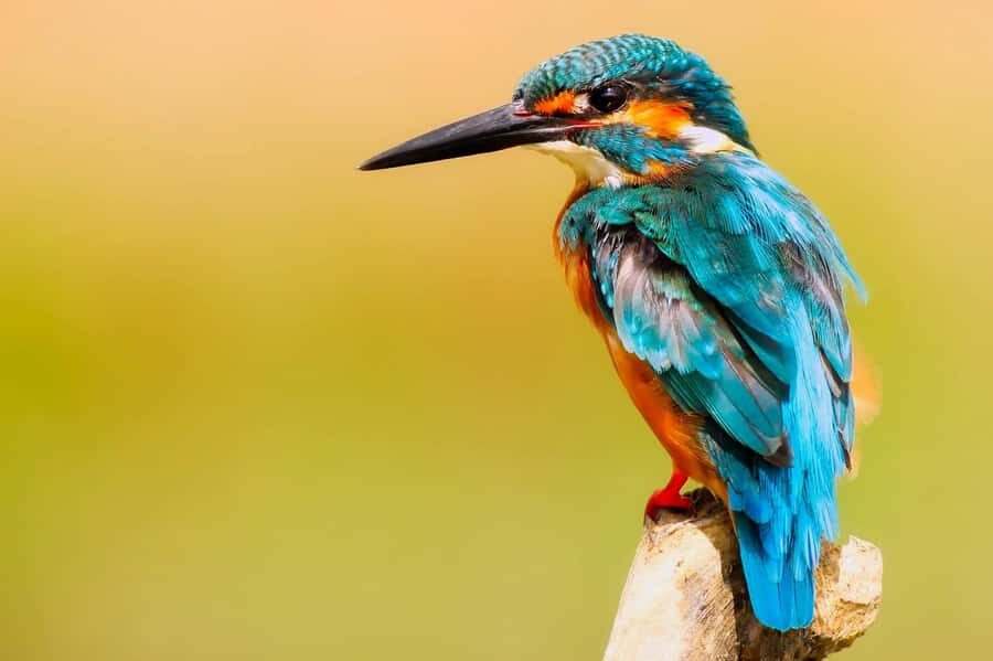 Visit Muthurajawela Wetlands Scenic Boat Ride & Birdwatching - An In-Depth Look at the Wetlands Tour