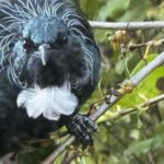 Waiheke Island Private Birding Tour - Transportation and Logistics