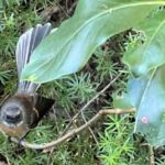 Waiheke Island: Private Birding Tour | Terra & Tide - Why Choose a Private Guided Birding Tour?