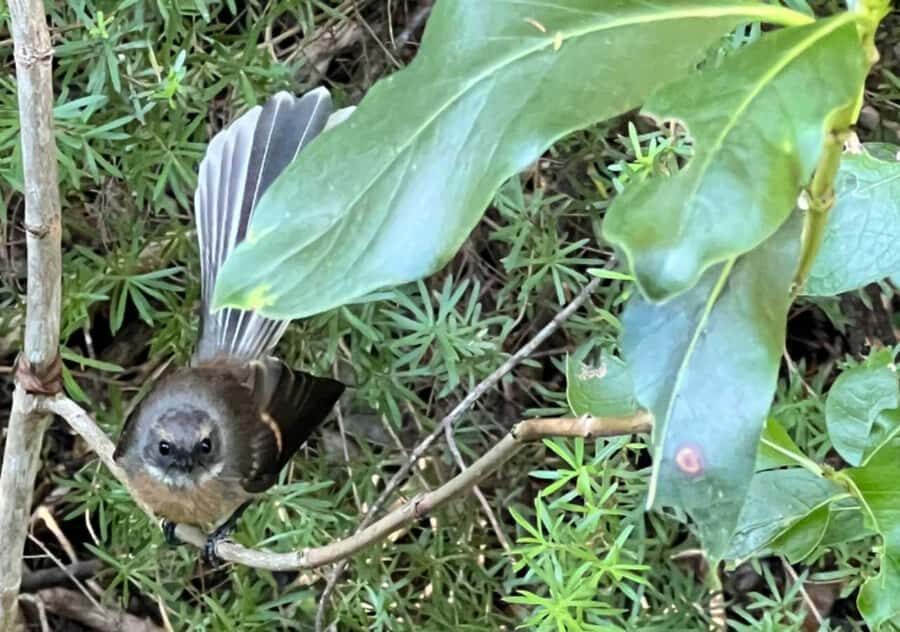 Waiheke Island: Private Birding Tour | Terra & Tide - Why Choose a Private Guided Birding Tour?