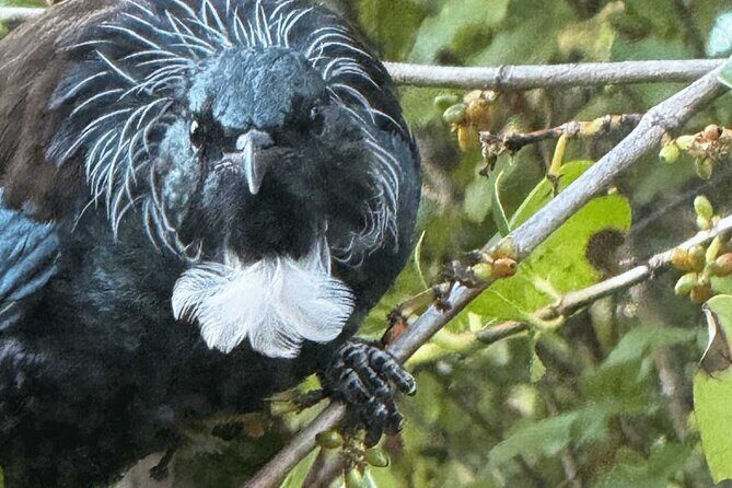 Waiheke Island Private Birding Tour - Transportation and Logistics