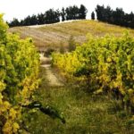 Waipara Valley Winery Tour Wine Tastings and Scenic Views - The Price & Value