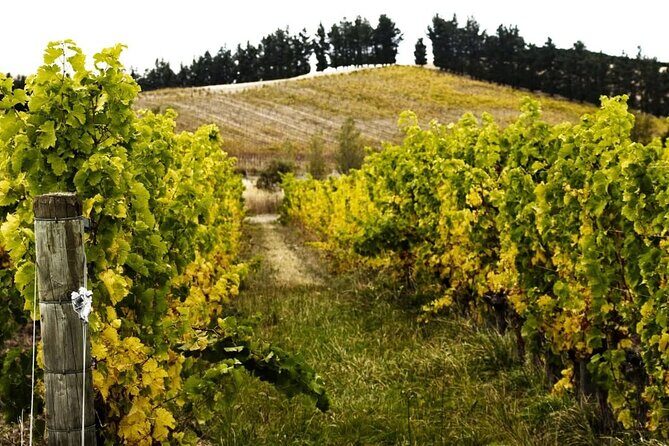 Waipara Valley Winery Tour Wine Tastings and Scenic Views - The Price & Value  