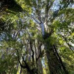 Waipoua Forest: Tane Mahuta & Kauri Museum from Auckland - The Full Experience: What You Can Expect