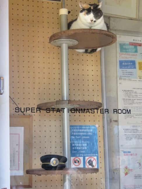 Wakayama: Cat Stationmasters and Local Myths, Train Tour - A Heartfelt Look at the Wakayama Train & Shrine Tour