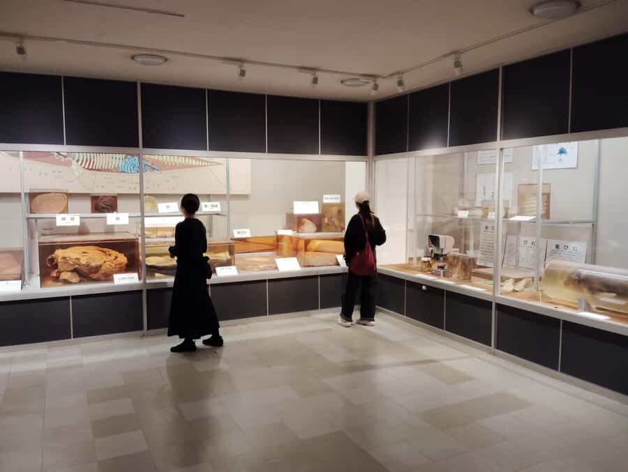 Wakayama: Taiji Whale Museum and Japans Ocean Heritage - In-Depth Breakdown of the Itinerary