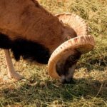 Walk in Hayat, watch the sheep, Lake Aydar, yurt and more! (3 days) - Practical Tips and Insights