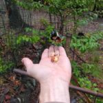 Walking In The History and Nature of Uji Kyoto - Practical Considerations and Overall Value