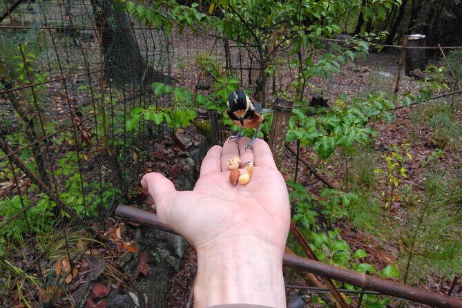 Walking In The History and Nature of Uji Kyoto - Practical Considerations and Overall Value