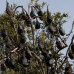 Walking with Sydney Flying Foxes (Fruit Bats) - Frequently Asked Questions (FAQs)
