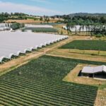 Wander the Tamar Valley - Transport, Timing, and Practical Details