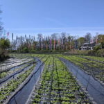 Wasabi Farm Walking Tour with Lunch - Exploring the Daio Wasabi Farm