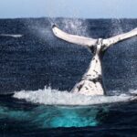 Watch and Swim with Humpback Whales in Moorea - The Itinerary: What to Expect