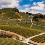 Wazuka: Tea Picking Experience with Matcha Tea Tasting - The Experience from Reviews