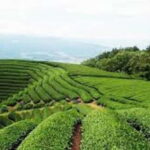 Wazuka: Tea Picking Experience with Matcha Tea Tasting - Why It Works for Specific Travelers