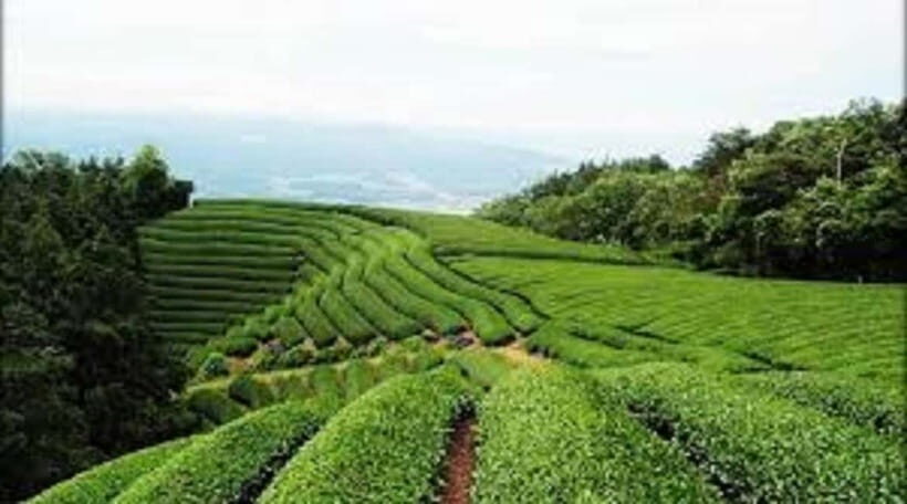Wazuka: Tea Picking Experience with Matcha Tea Tasting - Why It Works for Specific Travelers