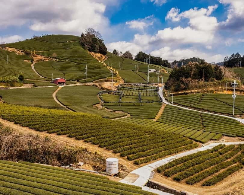 Wazuka: Tea Picking Experience with Matcha Tea Tasting - The Experience from Reviews