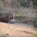Weheragala National Park: Jeep Safari Tour - The Practical Side: Transportation, Duration, and Cost
