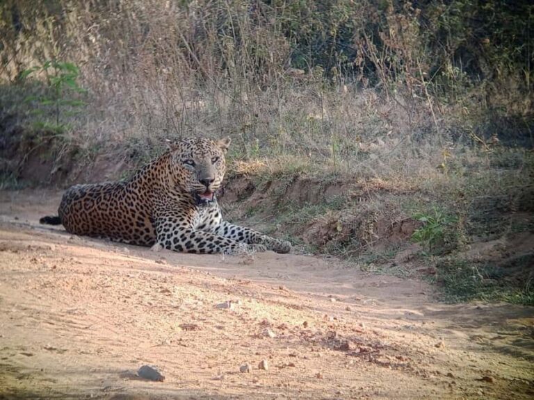 Weheragala National Park: Jeep Safari Tour - The Practical Side: Transportation, Duration, and Cost