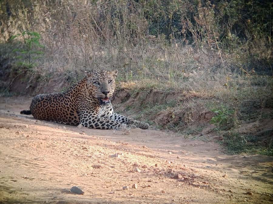 Weheragala National Park: Jeep Safari Tour - The Safari Experience