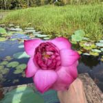 Weligama: Sunrise or Sunset Lotus Picking Canoe Tour - Who Should Consider This Tour?