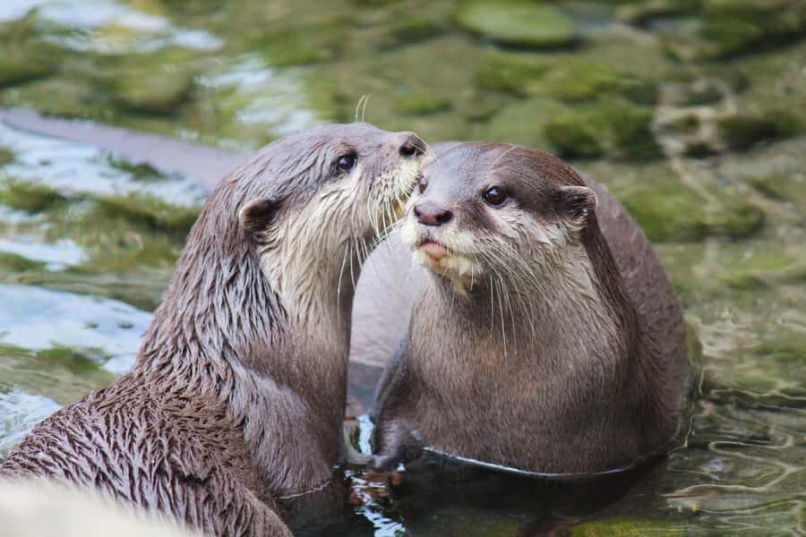 Wellington Zoo General Entry Tickets - The Experience Highlights from Visitor Feedback