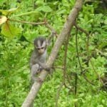 West Bali: Jungle Trekking in Bali Barat National Park - What to Expect on the Jungle Trek