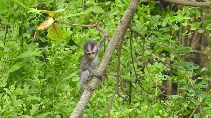 West Bali: Jungle Trekking in Bali Barat National Park - What to Expect on the Jungle Trek