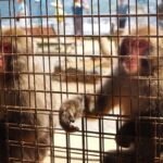 West Kyoto & Arashiyama: In-Depth 1-Day Cultural Tour - Wildlife Encounters: Monkey Park