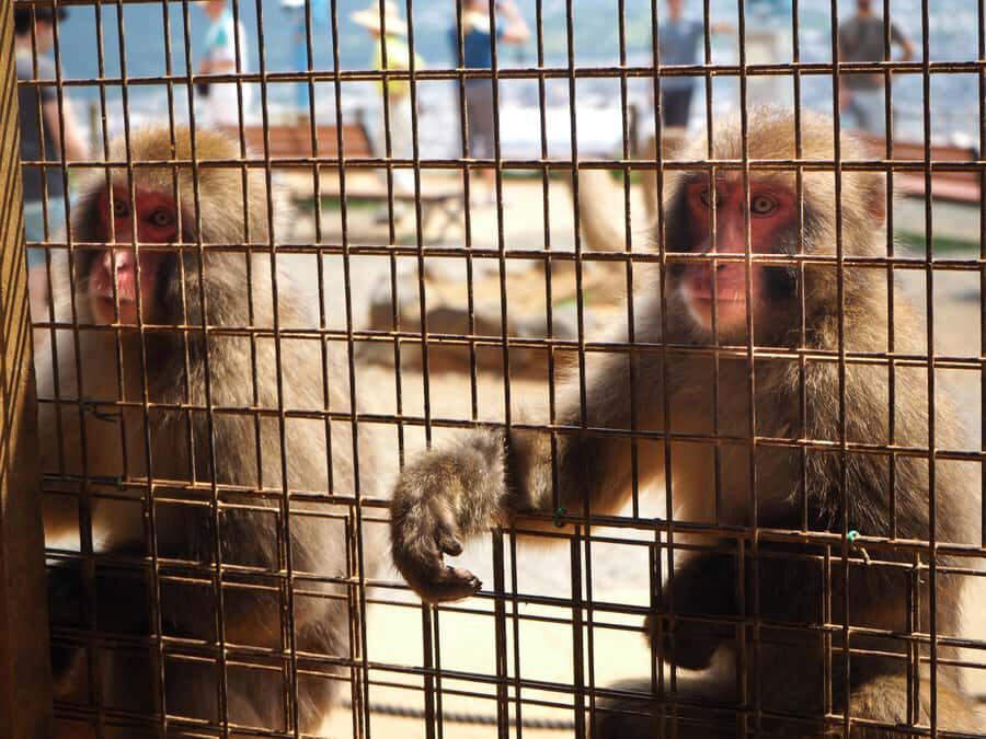 West Kyoto & Arashiyama: In-Depth 1-Day Cultural Tour - Wildlife Encounters: Monkey Park
